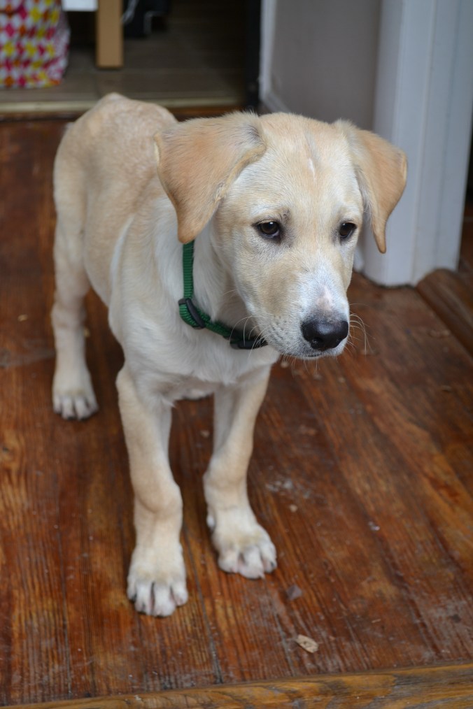 Charlie! JustSomethingIWhippedUp